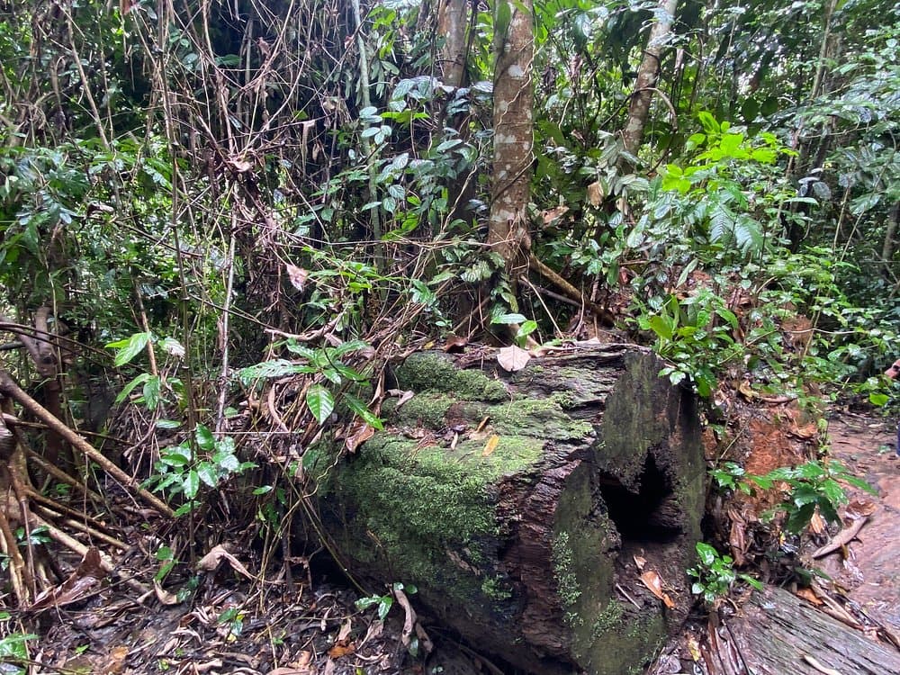 Kakum Canopy Walk & Cape Coast Heritage — photo 7