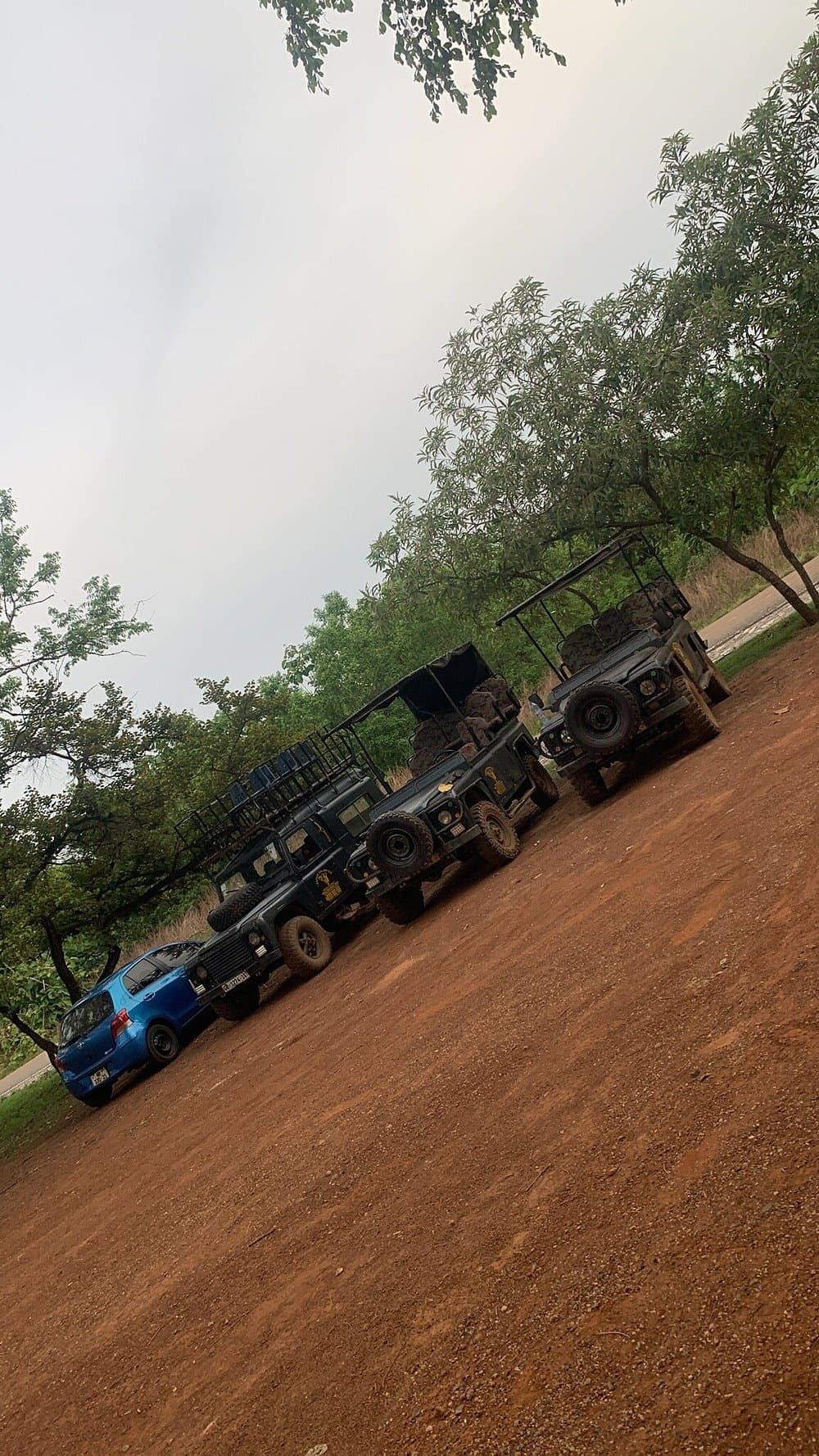 Mole National Park Safari
