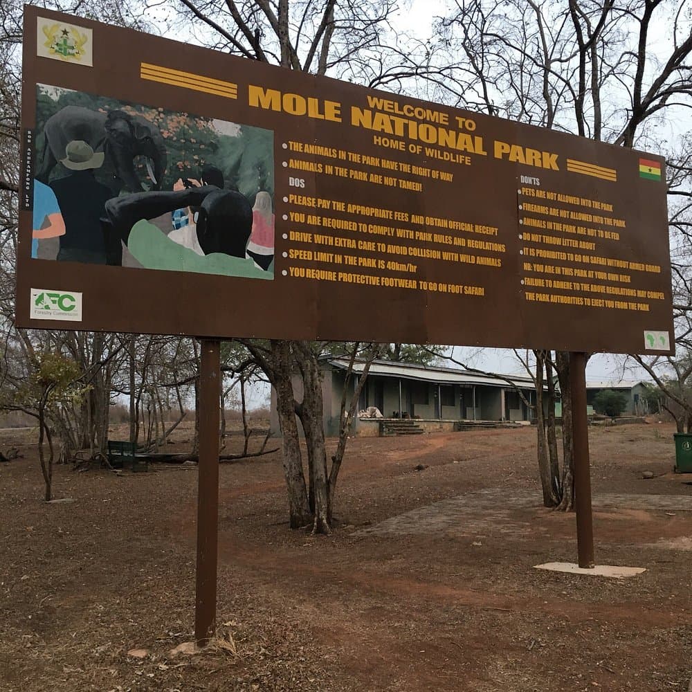 Mole National Park Safari — photo 5