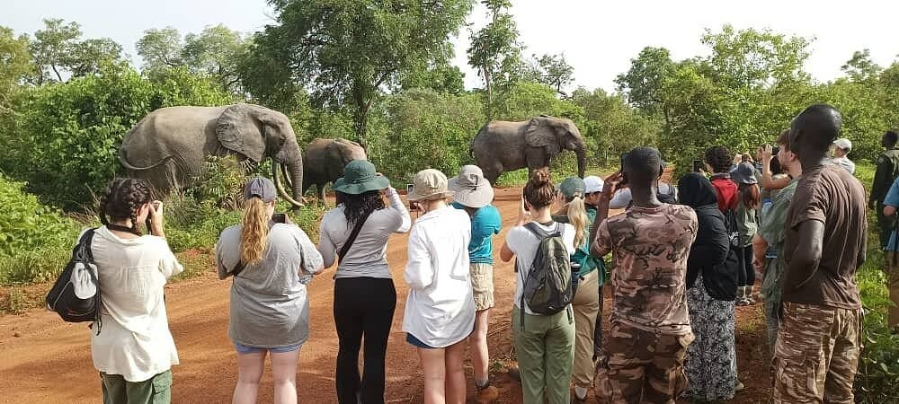 Mole National Park Safari — photo 2