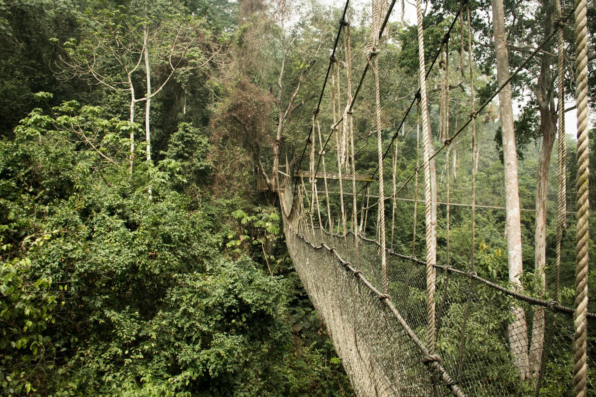 Kakum Canopy Walk & Cape Coast Heritage — photo 3