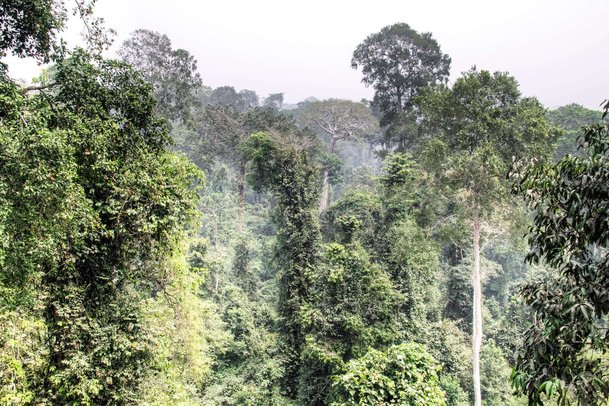 Kakum Canopy Walk & Cape Coast Heritage — photo 5